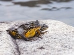 Once the Sierra Nevada's most common amphibian, this frog is slowly returning.