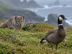Aleutian cackling geese nested on islands with few predators until foxes were released there.