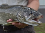 Yellowstone’s lake trout suppression program has removed 4.9 million invasive fish, helping cutthroat trout and wildlife begin to recover. Yet native trout remain below management targets, and officials say sustained removal, funding, and monitoring are needed.