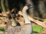 Nēnē geese on Kauai, where 2,430 of the state’s estimated 3,862 nēnē were counted in 2022.