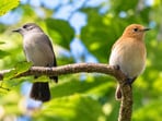 Two kākerōri, also known as Rarotonga flycatchers, a small forest bird found only on Rarotonga.