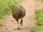Once reduced to just nine breeding pairs, the flightless bird now numbers at least 1,638.
