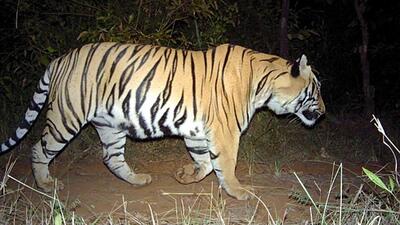 While-the-Tadoba-Andhari-tiger-project-also-has-one-the-Maharashtra-government-will-now-be-creating-detailed-project-reports-for-the-other-tiger-reserves-in-the-state-as-well-Photo-credit-Wildlife-Conservation-Trust-USAID-Maharashtra-Forest-Department-Camera-traps-Panthera-Inc While-the-Tadoba-Andhari-tiger-project-also-has-one-the-Maharashtra-government-will-now-be-creating-detailed-project-reports-for-the-other-tiger-reserves-in-the-state-as-well-Photo-credit-Wildlife-Conservation-Trust-USAID-Maharashtra-Forest-Department-Camera-traps-Panthera-Inc