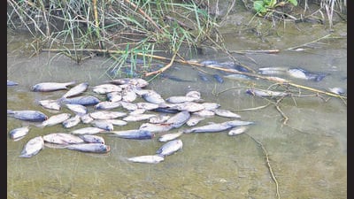 Wildlife enthusiast and conservationist Hemant Garg, who spotted the dead fish on Wednesday night, said thousands had been seen upstream, extending to Shank numbers 10, 11 and 12. (HT) Wildlife enthusiast and conservationist Hemant Garg, who spotted the dead fish on Wednesday night, said thousands had been seen upstream, extending to Shank numbers 10, 11 and 12. (HT)