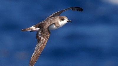 Once believed lost forever, the cahow now has 165 established breeding pairs. (Wikimedia Commons)