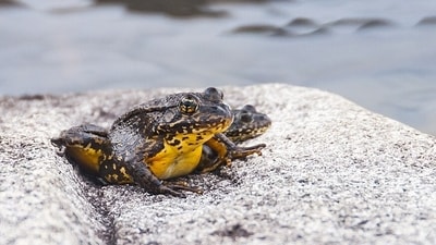 Once the Sierra Nevada's most common amphibian, this frog is slowly returning. (Wikimedia Commons) Once the Sierra Nevada's most common amphibian, this frog is slowly returning. (Wikimedia Commons)