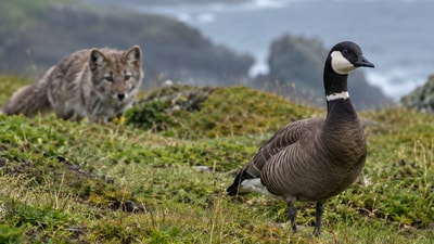 Aleutian cackling geese nested on islands with few predators until foxes were released there. (AI-generated/ChatGPT)