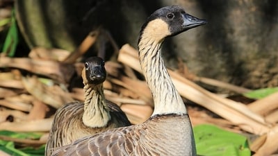 Nēnē geese on Kauai, where 2,430 of the state’s estimated 3,862 nēnē were counted in 2022. (Wikimedia Commons) Nēnē geese on Kauai, where 2,430 of the state’s estimated 3,862 nēnē were counted in 2022. (Wikimedia Commons)