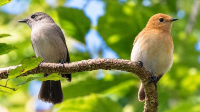 Two kākerōri, also known as Rarotonga flycatchers, a small forest bird found only on Rarotonga. (Wikimedia Commons) Two kākerōri, also known as Rarotonga flycatchers, a small forest bird found only on Rarotonga. (Wikimedia Commons)