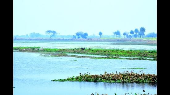 “Sauj is our latest and 14th Ramsar site in state, which was declared today. With this, Mainpuri got the distinction of the only district in the country with two Ramsar sites,” said Anuradha Vemuri, principal chief conservator of forest (wildlife), UP. (Sourced)