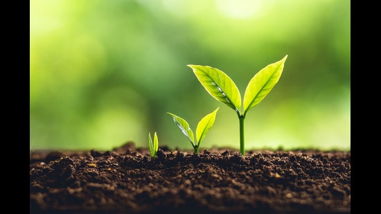 The order came from the HC on an application moved by the hospital seeking permission for cutting of 22 trees. (Shutterstock)