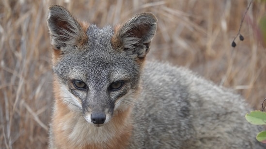 After island fox populations plunged by more than 90% on parts of California’s Channel Islands, a coordinated recovery effort addressed predation, disease and habitat pressures. (Wikimedia Commons)