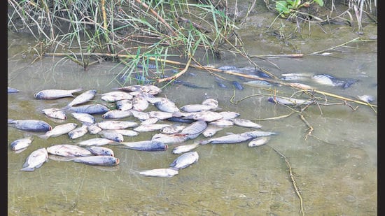 Wildlife enthusiast and conservationist Hemant Garg, who spotted the dead fish on Wednesday night, said thousands had been seen upstream, extending to Shank numbers 10, 11 and 12. (HT)