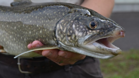 Yellowstone’s lake trout suppression program has removed 4.9 million invasive fish, helping cutthroat trout and wildlife begin to recover. Yet native trout remain below management targets, and officials say sustained removal, funding, and monitoring are needed. (Wikimedia Commons)