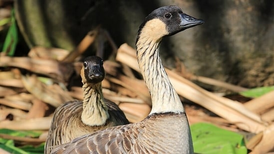 Nēnē geese on Kauai, where 2,430 of the state’s estimated 3,862 nēnē were counted in 2022. (Wikimedia Commons)