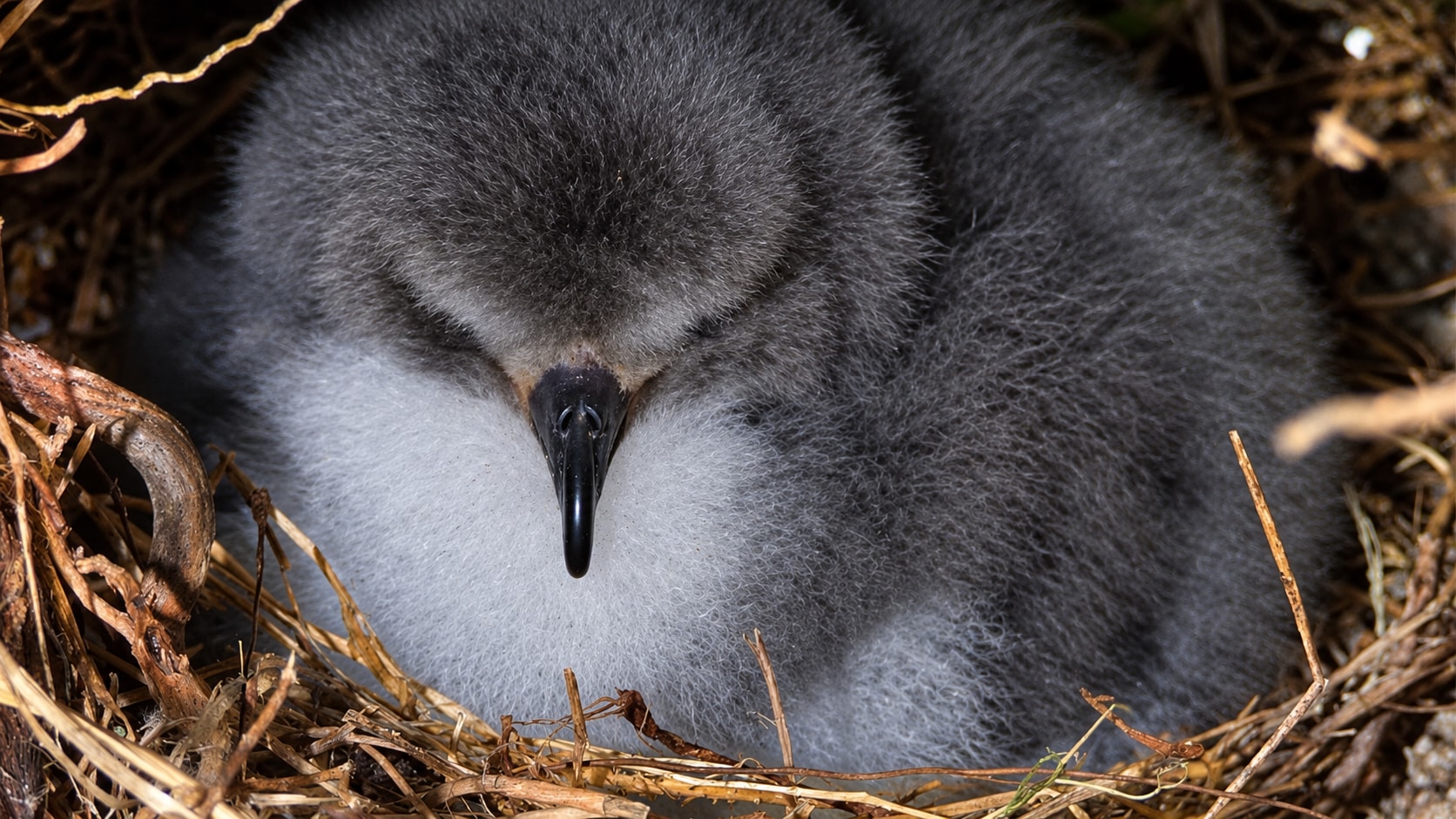 Cahow chicks grow up in burrows, and many nest in artificial ones built by conservationists. (Wikimedia Commons)