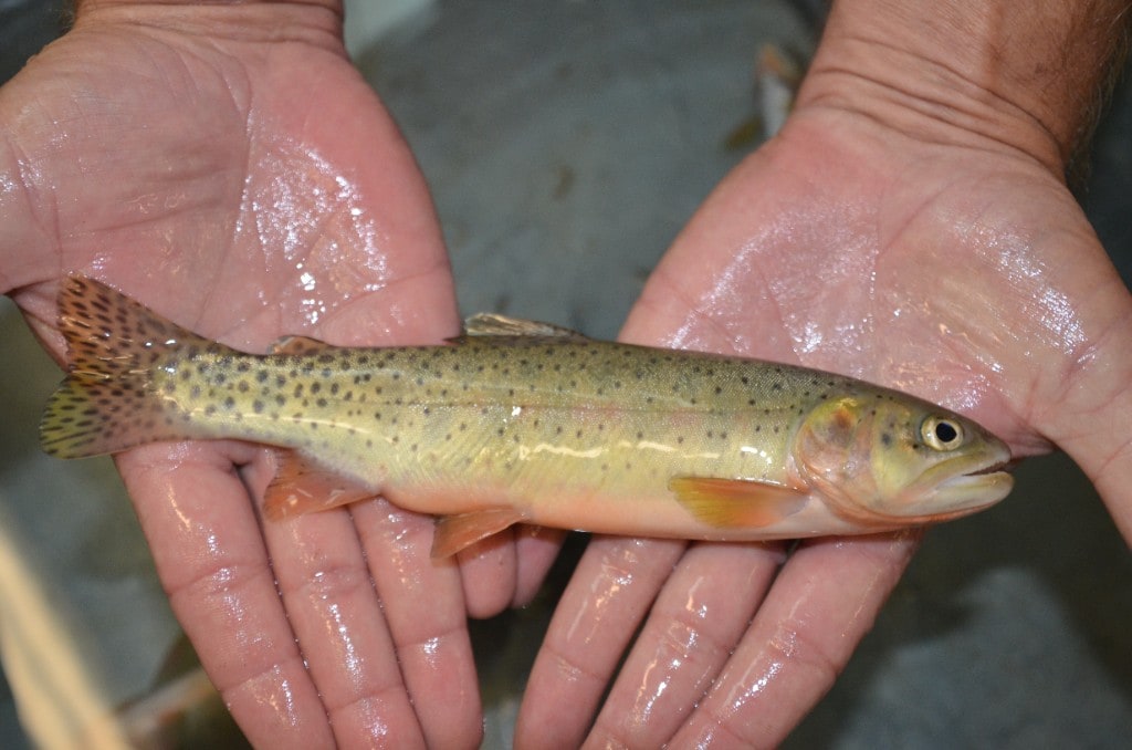 Gillnetting has reduced Yellowstone Lake’s adult lake trout population by about 90% from its peak, while cutthroat trout are returning to spawning streams. Their numbers remain below targets, and researchers are monitoring recovery and testing ways to limit lake trout reproduction. (Wikimedia Commons) Gillnetting has reduced Yellowstone Lake’s adult lake trout population by about 90% from its peak, while cutthroat trout are returning to spawning streams. Their numbers remain below targets, and researchers are monitoring recovery and testing ways to limit lake trout reproduction. (Wikimedia Commons)