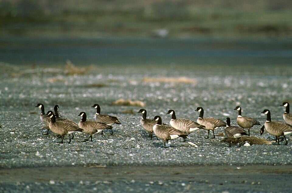 From 790 birds in 1967 to about 215,000 in 2022: The goose that foxes nearly wiped out. (Wikimedia Commons)