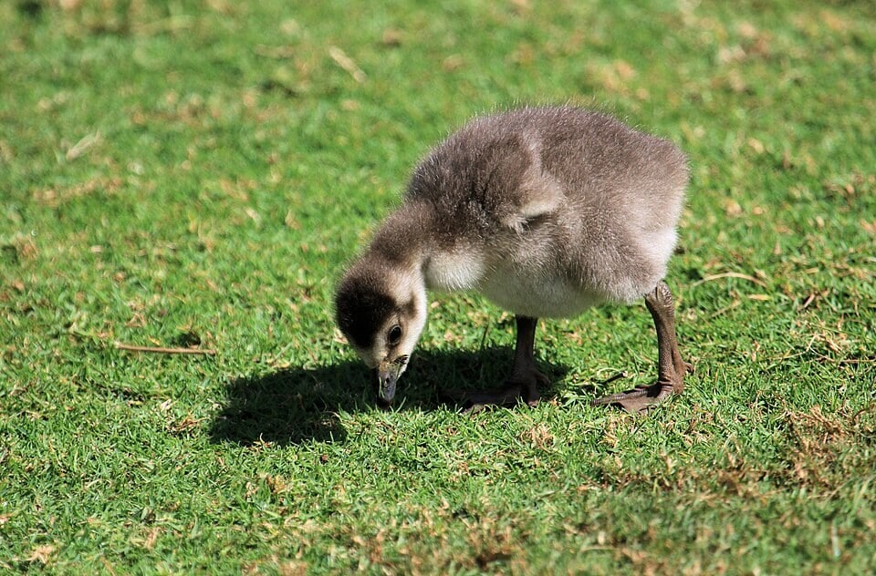 A nēnē chick on Kauai, part of a population that has grown from fewer than 30 wild birds in 1950. (Wikimedia Commons) A nēnē chick on Kauai, part of a population that has grown from fewer than 30 wild birds in 1950. (Wikimedia Commons)