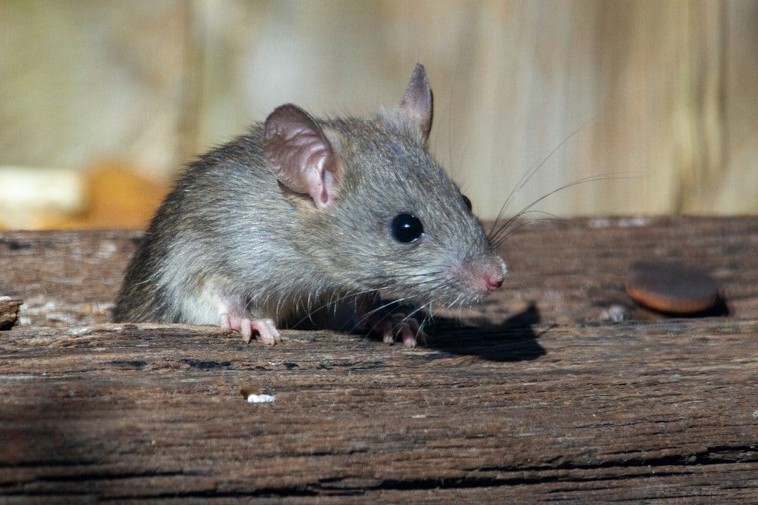 Rodents, including rats, remained on Lord Howe Island until the eradication project’s final stage in 2019. (Representational/Unsplash) Rodents, including rats, remained on Lord Howe Island until the eradication project’s final stage in 2019. (Representational/Unsplash)