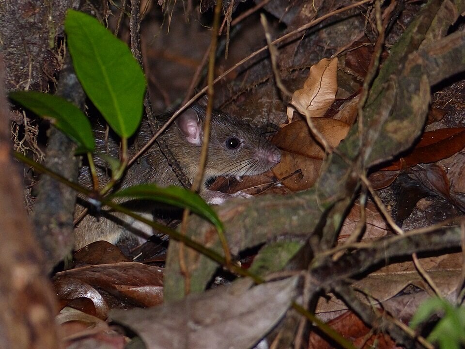 Ship rats, also called black rats, raid nests and eat eggs and chicks. They were a major threat to the kākerōri. (Wikimedia Commons) Ship rats, also called black rats, raid nests and eat eggs and chicks. They were a major threat to the kākerōri. (Wikimedia Commons)