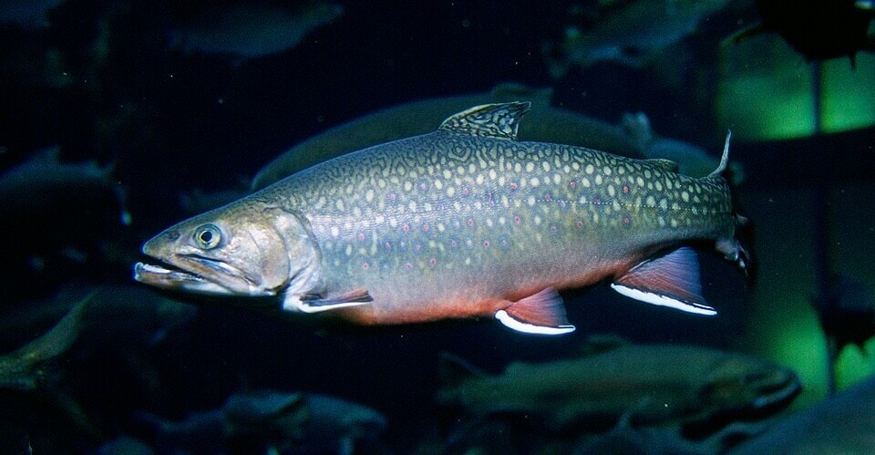 Fish stocking in Yosemite began in 1877 and continued through 1990. Most of the fish were trout. (Wikimedia Commons) Fish stocking in Yosemite began in 1877 and continued through 1990. Most of the fish were trout. (Wikimedia Commons)