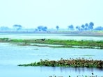 “Sauj is our latest and 14th Ramsar site in state, which was declared today. With this, Mainpuri got the distinction of the only district in the country with two Ramsar sites,” said Anuradha Vemuri, principal chief conservator of forest (wildlife), UP. (Sourced)
