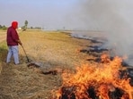 As per the Thursday bulletin of paddy residue burning issued by the Indian Agricultural Research Institute’s (IARI) division of agricultural physics, the state has so far reported just eight cases since September 15. (HT File)