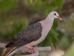 The pink pigeon’s population has grown substantially since its near-extinction in the early 1990s, yet its effective breeding population remains small. New breeding efforts pair birds strategically to help preserve genetic diversity and support lasting recovery.