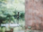 A tourist staying in a villa in Bali spotted the spider in a bathroom. (Representational image). 