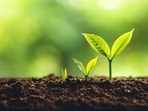 The order came from the HC on an application moved by the hospital seeking permission for cutting of 22 trees. (Shutterstock)