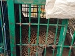 Trapped Leopard (Sourced)