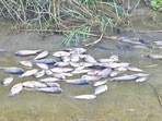 Wildlife enthusiast and conservationist Hemant Garg, who spotted the dead fish on Wednesday night, said thousands had been seen upstream, extending to Shank numbers 10, 11 and 12. (HT)