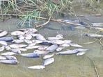 Wildlife enthusiast and conservationist Hemant Garg, who spotted the dead fish on Wednesday night, said thousands had been seen upstream, extending to Shank numbers 10, 11 and 12.