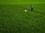 In MP, the herbicide was used to expedite the harvesting of summer moong, which grows in over 12 districts as a third crop. 