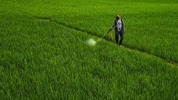 Herbicide paraquat dichloride, used for quicker ripening of green gram, banned in India; MP issues orders