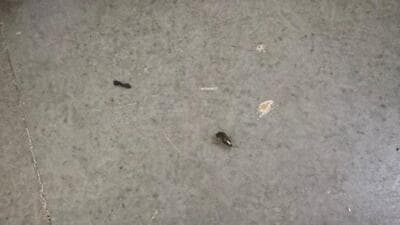 FDA suspends Fortis Hospital’s kitchen licence over cockroaches, fungus-hit containers FDA suspends Fortis Hospital’s kitchen licence over cockroaches, fungus-hit containers