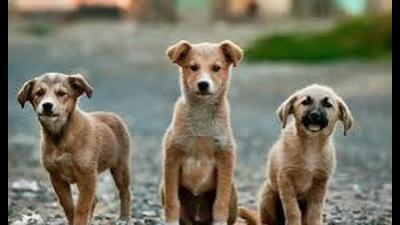 Assistant sub-inspector Labh Singh said a case under Section 325 (mischief by maiming or killing an animal) of the BNS has been registered at the Zirakpur police station. (HT File)