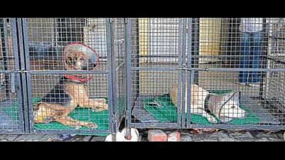 Dogs at the civic body’s shelter at Haibowal in Ludhiana on Friday. (MANISH/HT)