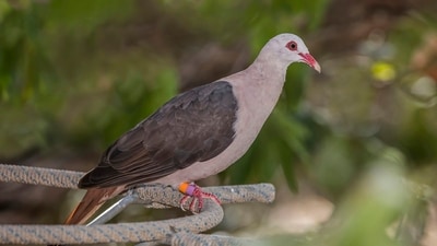 The pink pigeon’s population has grown substantially since its near-extinction in the early 1990s, yet its effective breeding population remains small. New breeding efforts pair birds strategically to help preserve genetic diversity and support lasting recovery. (Wikimedia Commons) The pink pigeon’s population has grown substantially since its near-extinction in the early 1990s, yet its effective breeding population remains small. New breeding efforts pair birds strategically to help preserve genetic diversity and support lasting recovery. (Wikimedia Commons)