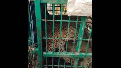 Trapped Leopard (Sourced) Trapped Leopard (Sourced)