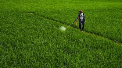 In MP, the herbicide was used to expedite the harvesting of summer moong, which grows in over 12 districts as a third crop. (Representative)