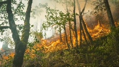 Malibu Bryson Fire (Unsplash)