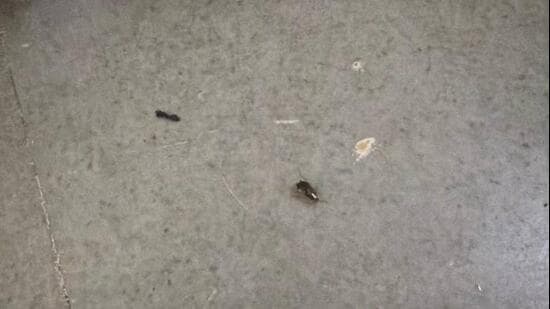 FDA suspends Fortis Hospital’s kitchen licence over cockroaches, fungus-hit containers