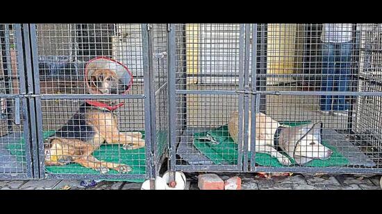 Dogs at the civic body’s shelter at Haibowal in Ludhiana on Friday. (MANISH/HT)