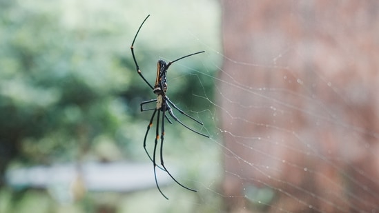 A tourist staying in a villa in Bali spotted the spider in a bathroom. (Representational image). (Pexels)