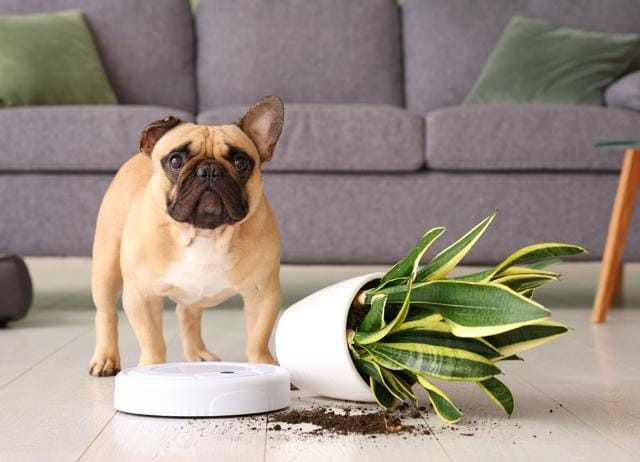 The robot will only clean the floor – it won’t dust the walls and furniture. (SHUTTERSTOCK) The robot will only clean the floor – it won’t dust the walls and furniture. (SHUTTERSTOCK)