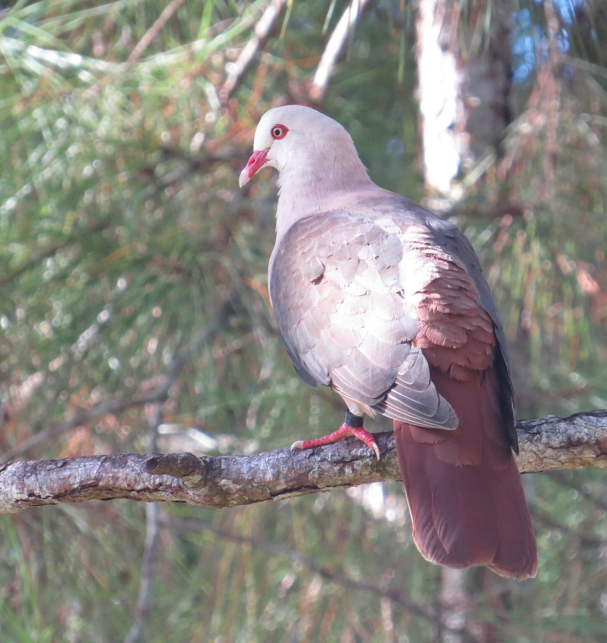 Conservation efforts lifted Mauritius’s pink pigeon population from about 10 birds to several hundred. But a 2022 study found genetic diversity continued to decline, leaving the species vulnerable despite its numerical recovery. (Wikimedia Commons) Conservation efforts lifted Mauritius’s pink pigeon population from about 10 birds to several hundred. But a 2022 study found genetic diversity continued to decline, leaving the species vulnerable despite its numerical recovery. (Wikimedia Commons)