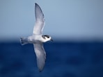 Blue petrels returned to Macquarie Island’s main island after invasive predators were removed, growing by an estimated 14% annually. By 2018, surveys recorded about 5,588 breeding pairs, but the birds still occupied a limited range, showing that population growth does not necessarily mean full recovery.
