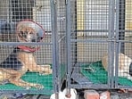 Dogs at the civic body’s shelter at Haibowal in Ludhiana on Friday. (MANISH/HT)